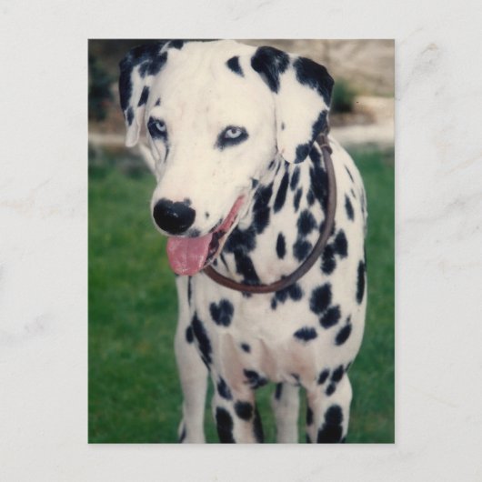 マイペットの友カスタム人の写真 ポストカード (正面)