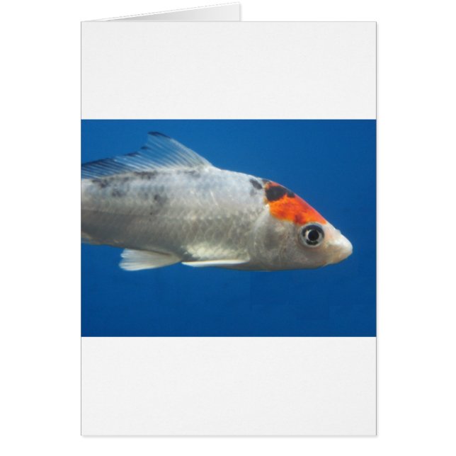 マイペットコイ魚 (正面)