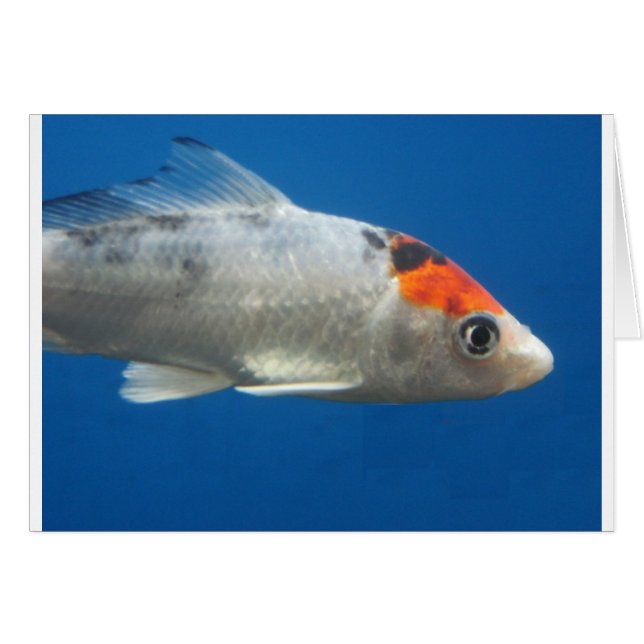 マイペットコイ魚 (正面横)