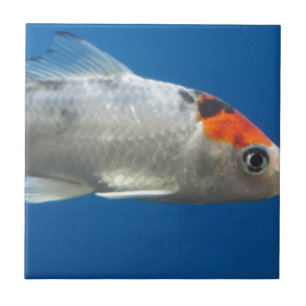 マイペットコイ魚 タイル