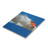 マイペットコイ魚 タイル (側面)
