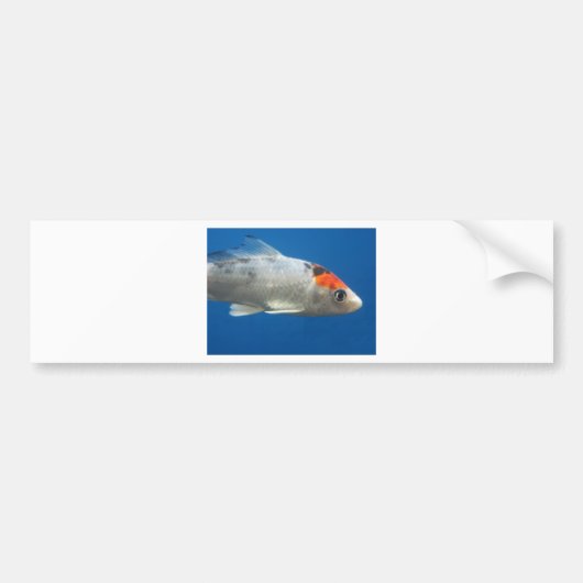 マイペットコイ魚 バンパーステッカー (正面)