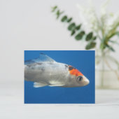 マイペットコイ魚 ポストカード (スタンド正面)