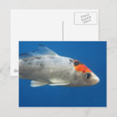 マイペットコイ魚 ポストカード (正面/裏面)
