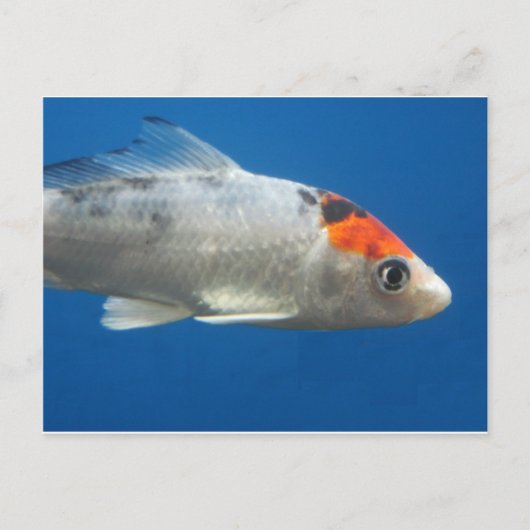 マイペットコイ魚 ポストカード (正面)