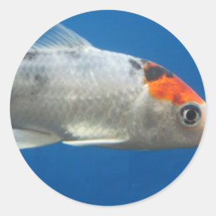 マイペットコイ魚 ラウンドシール