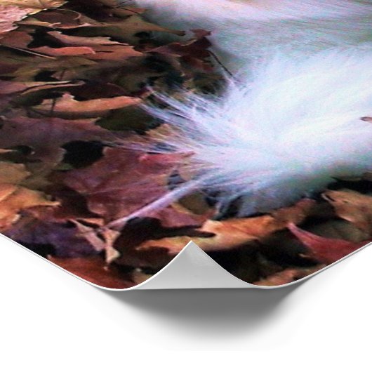 マイミニアメリカンエスキモ ポスター (角)