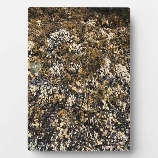 マイヤーズビーチノース、金ゴールドビーチ、オレゴン フォトプラーク (正面)