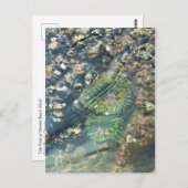 マイヤーズビーチノース、金ゴールドビーチ、オレゴン ポストカード (正面/裏面)