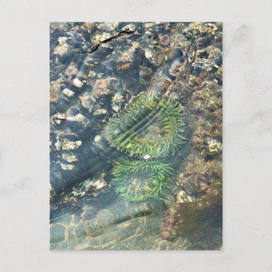 マイヤーズビーチノース、金ゴールドビーチ、オレゴン ポストカード (正面)