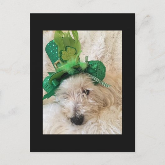 マイラッキーハットウェスティー ポストカード (正面)