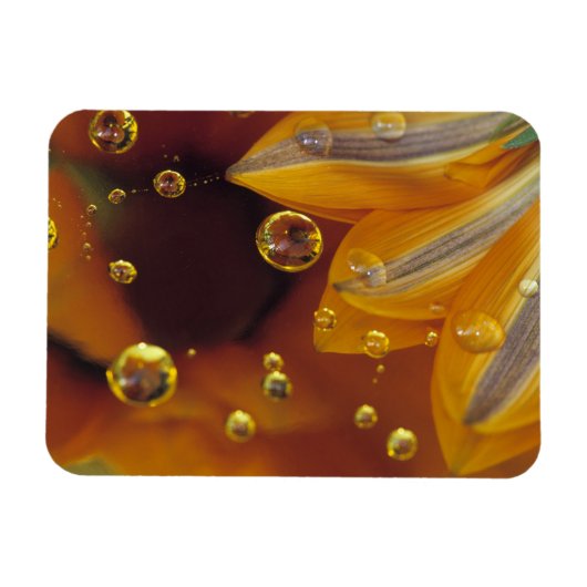 マイラー（Mylar）の反射面に花びらと水滴 マグネット (横)