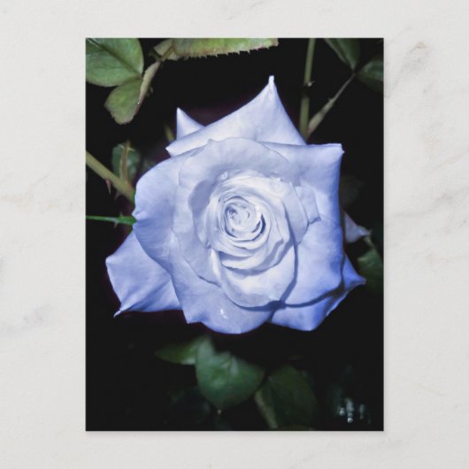 マイリトルプリンセス ポストカード (正面)