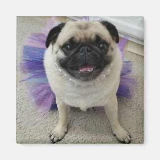 マイレン磁石 マグネット