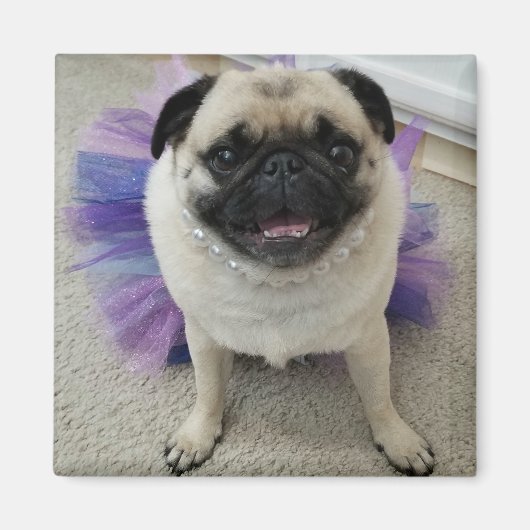 マイレン磁石 マグネット (正面)