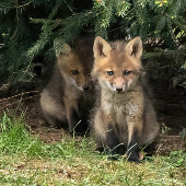 マイ兄弟姉妹 ポストカード