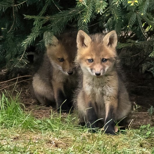 マイ兄弟姉妹 ポストカード