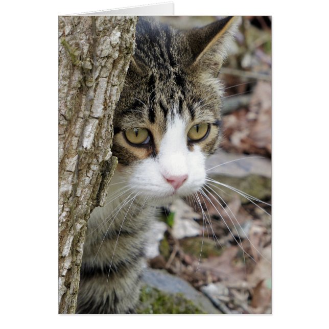 マイ狩り猫 (正面)