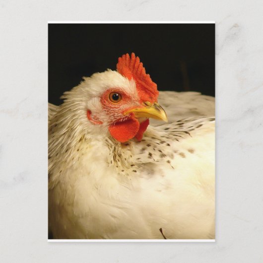 マイ・ボーイ ポストカード (正面)