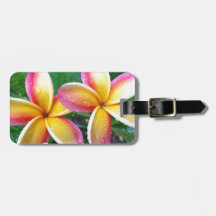 マウイの熱帯プルメリアの花