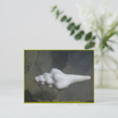 マウイの紡錘の貝、 ポストカード (スタンド正面)