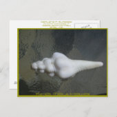 マウイの紡錘の貝、 ポストカード (正面/裏面)