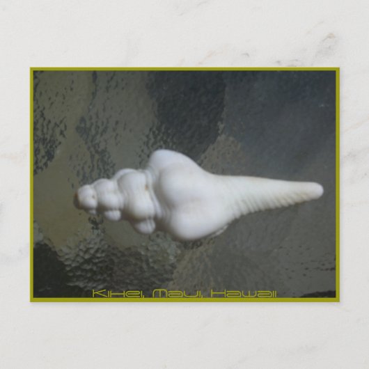 マウイの紡錘の貝、 ポストカード (正面)