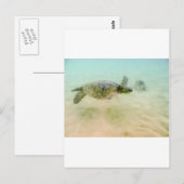 マウイハイビーチカメ2014 ポストカード (正面/裏面)