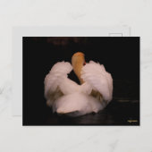 マウイ白鳥はがき ポストカード (正面/裏面)