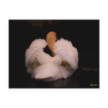 マウイ白鳥はがき