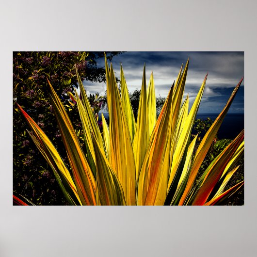 マウイ金ゴールド – ハワイ ポスター (正面)