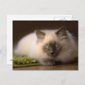 マウスの郵便はがきの追跡 ポストカード (正面/裏面)