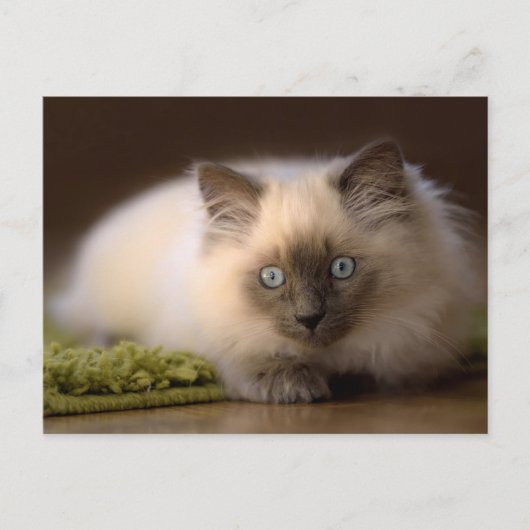 マウスの郵便はがきの追跡 ポストカード (正面)