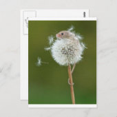 マウスウィッシュ ポストカード (正面/裏面)