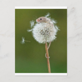 マウスウィッシュ ポストカード