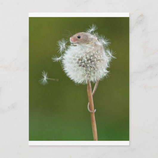 マウスウィッシュ ポストカード (正面)