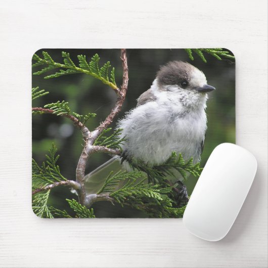 マウスパッド (マウス)