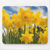 マウスパッド – 水仙 (正面)