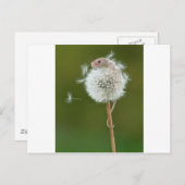 マウスワイズ ポストカード (正面/裏面)