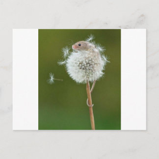 マウスワイズ ポストカード