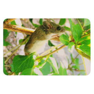 マウス磁石 マグネット
