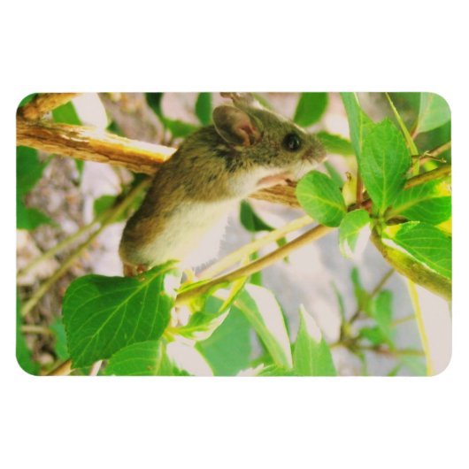 マウス磁石 マグネット (横)