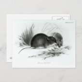 マウス、ティエラ・デル・フエゴ、南アメリカc.1832-36 ポストカード (正面/裏面)