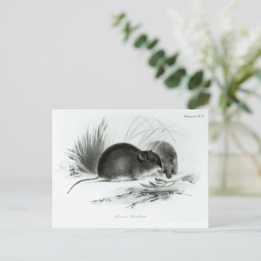 マウス、ティエラ・デル・フエゴ、南アメリカc.1832-36 ポストカード (スタンド正面)