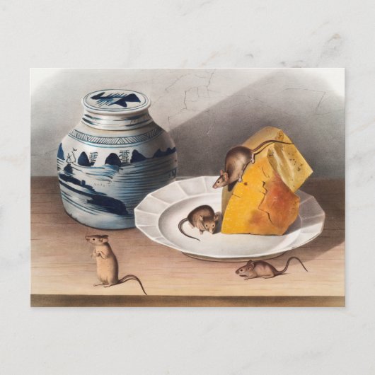 マウス(Mus-musculus)イラストレーション ポストカード (正面)