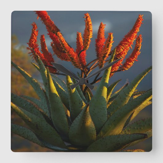 マウンテンアロエ (Aloe Marlothii Berger) スクエア壁時計 (正面)