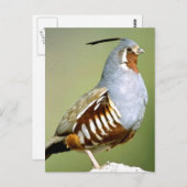 マウンテンウズラ ポストカード (正面/裏面)