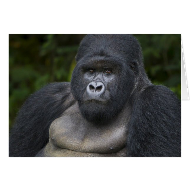 マウンテンゴリラとシルバーバック (正面横)