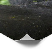 マウンテンゴリラとシルバーバック ポスター (角)