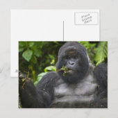 マウンテンゴリラとシルバーバック ポストカード (正面/裏面)